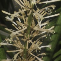 Dracaena angolensis (Welw. ex Carrière) Byng & Christenh.